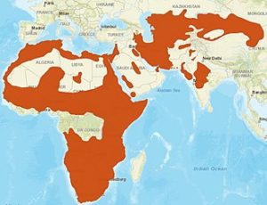 African Wild Cat Range as of 2015 