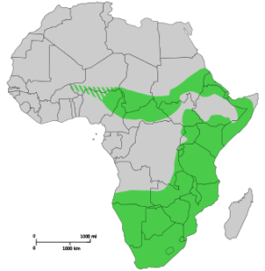 Black Rhino historical Range as of 2012