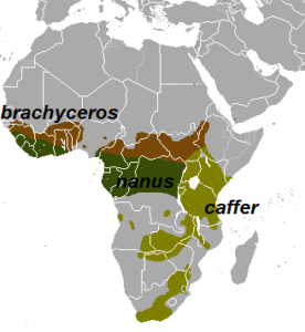 Cape Buffalo Range