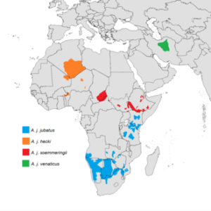 Cheetah Range as of 2015 