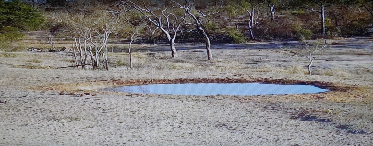 Djuma Game Reserve waterhole live cam