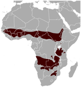 Roan Antelope Range