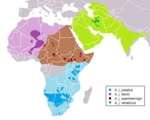 Cheetah present and historic Range