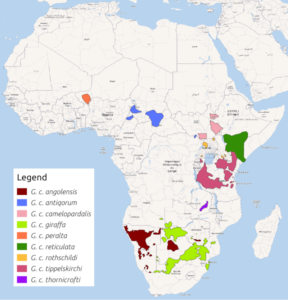 Giraffe Range as of 2018