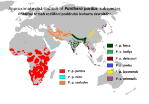 Leopard approximate Range